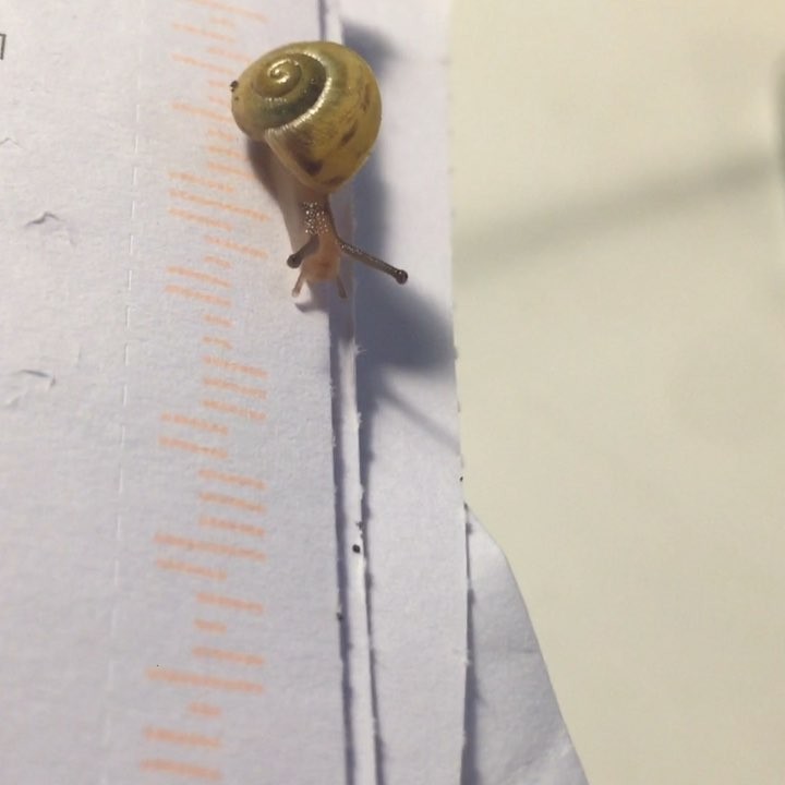 A tiny snail makes its way across an envelope.
